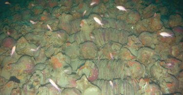 thesaurus. Con gli “AUV” nel mare antico della Toscana