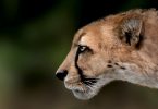 Svelato l’identikit del ghepardo gigante: il predatore vissuto un milione e mezzo di anni fa