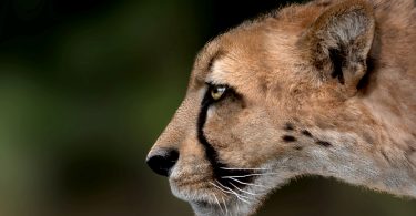 Svelato l’identikit del ghepardo gigante: il predatore vissuto un milione e mezzo di anni fa