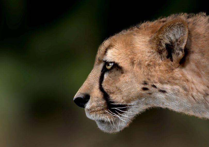Svelato l'identikit del ghepardo gigante: il predatore vissuto un milione e mezzo di anni fa