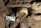Particolare cranio di 5300 anni prima del recupero nella grotta Marcel Loubens