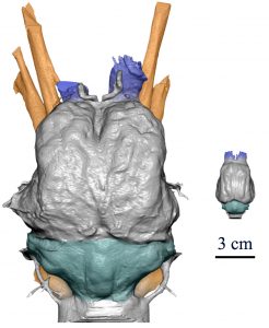 Confronto dei modelli 3D degli encefali di bradipo gigante (sinistra) e di bradipo attuale