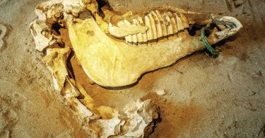 Cranio di cavallo con morso bronzeo ad anello all’estremità della mandibola, dalla necropoli occidentale di Himera. Nel 480 a.C., presso questa città, i Sicelioti conseguirono una vittoria schiacciante sui Cartaginesi.