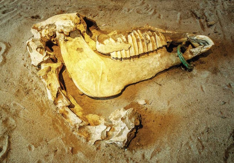 Cranio di cavallo con morso bronzeo ad anello all’estremità della mandibola, dalla necropoli occidentale di Himera. Nel 480 a.C., presso questa città, i Sicelioti conseguirono una vittoria schiacciante sui Cartaginesi.
